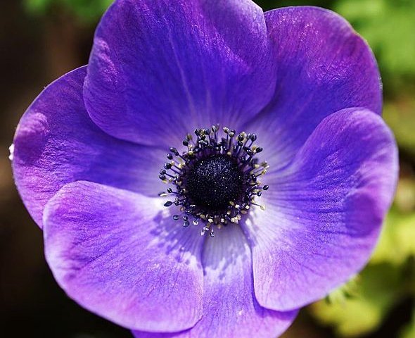 purple poppy